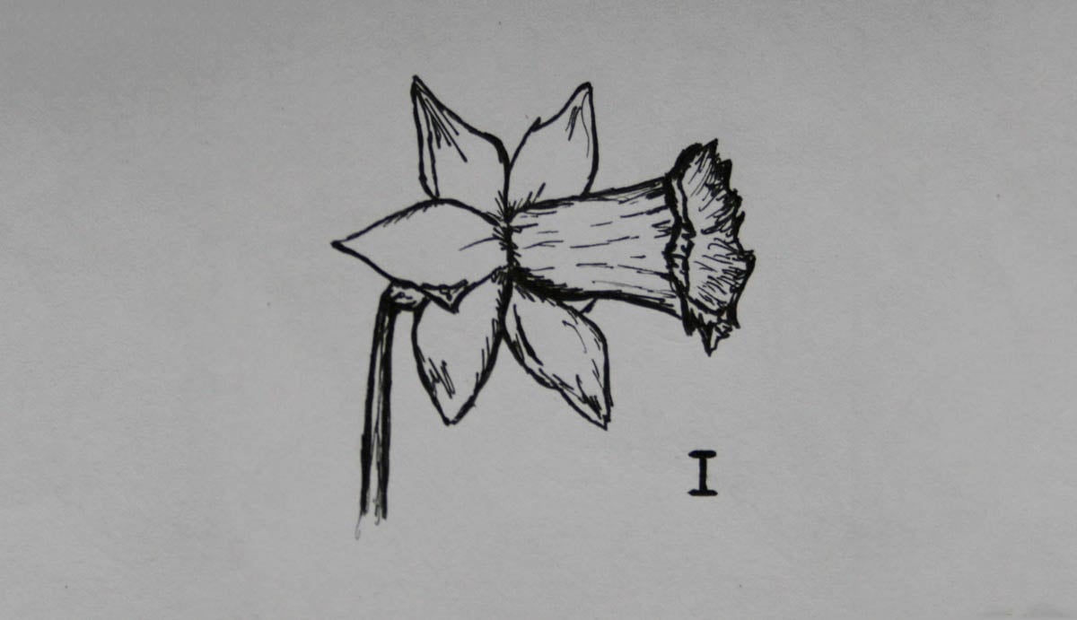 SD Div 1, Trumpet daffodils of garden origin