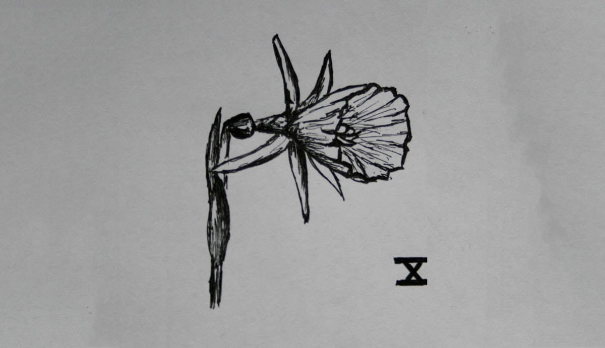 SD Div 13, Daffodils of wild origin, including species, wild forms and hybrids