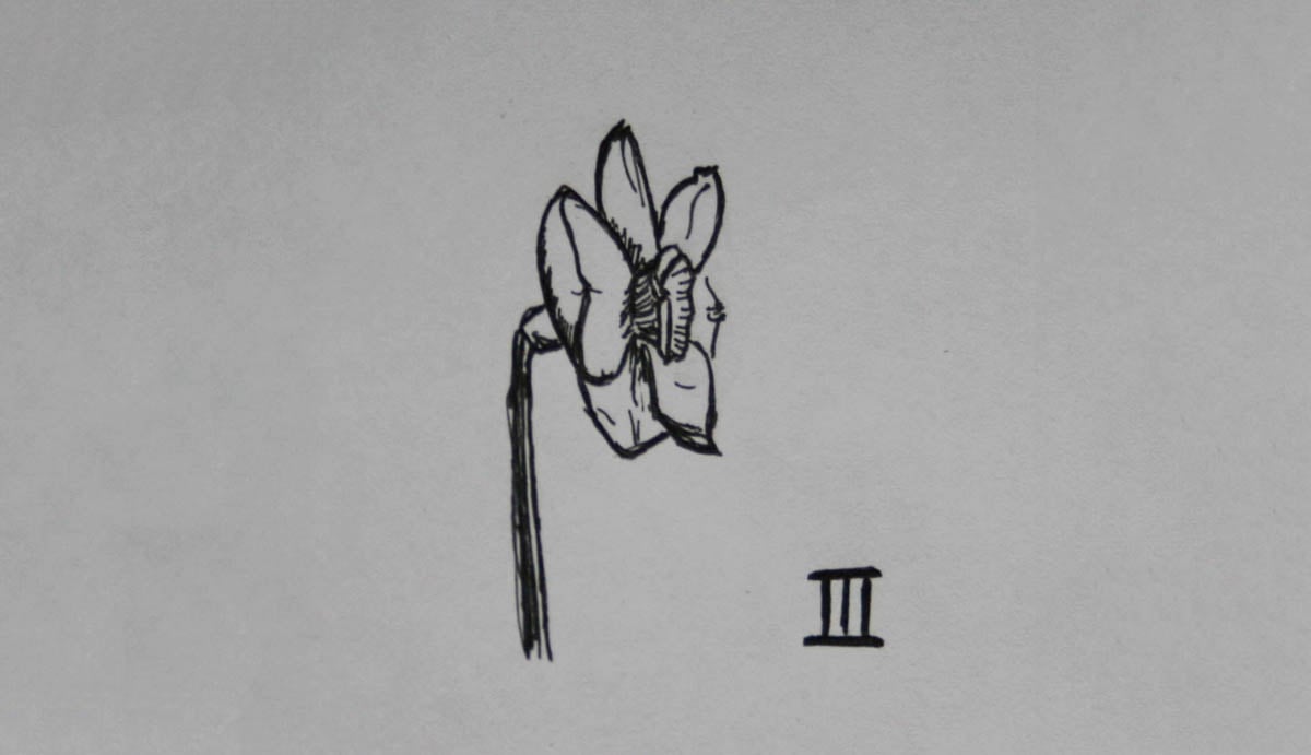 SD Div 3, Small-cupped daffodils of garden origin