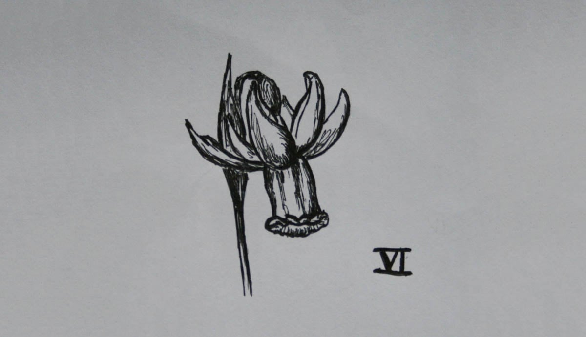 SD Div 6, Cyclamineus daffodils of garden origin