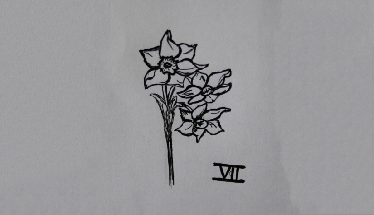 SD Div 7, Jonquilla daffodils of garden origin