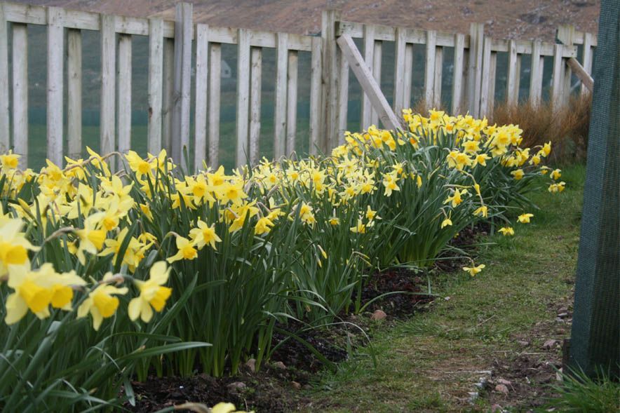 Croft 16 Daffodils 1