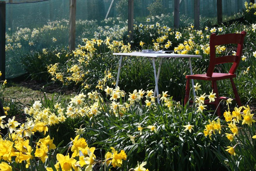 Croft 16 Daffodils 2
