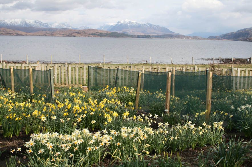 Croft 16 Daffodils 3
