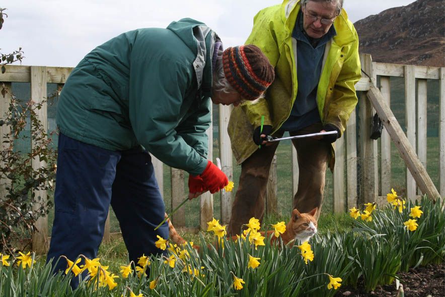 Croft 16 Daffodils 4