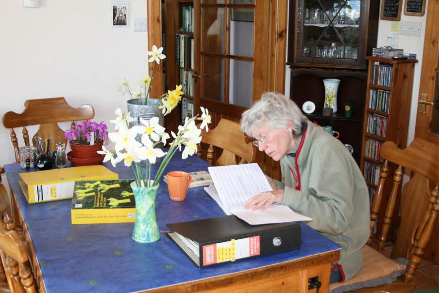 Croft 16 Daffodils 5