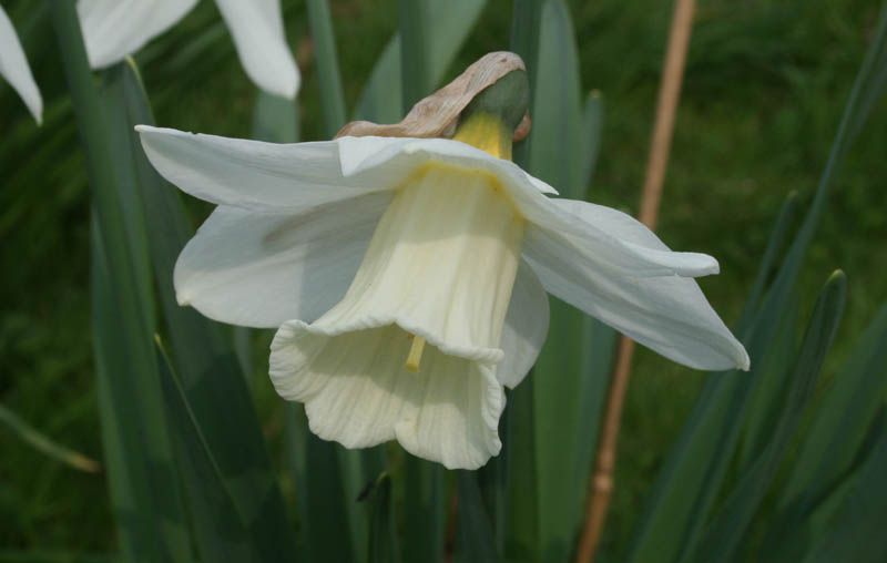Croft 16 daffodils - Div 1W-W, 'White Emperor'