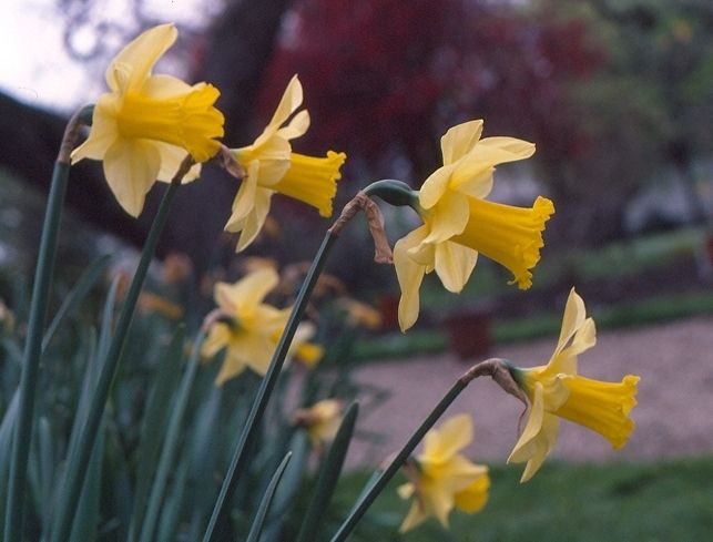 Croft 16 daffodils - Div 1Y-Y, 'P.R. Barr'
