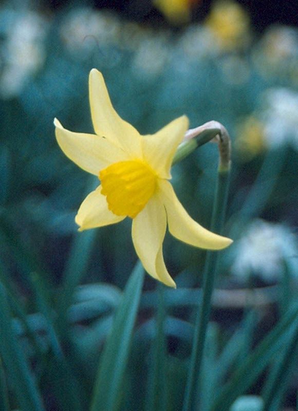 Croft 16 daffodils - Div 2Y-Y, 'Golden Mary' (MIDTOWN ELEGANCE)