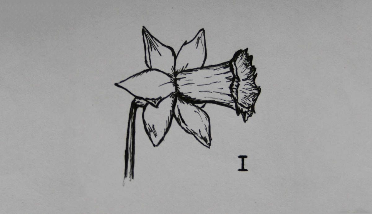 SD Div 1, Trumpet daffodils of garden origin