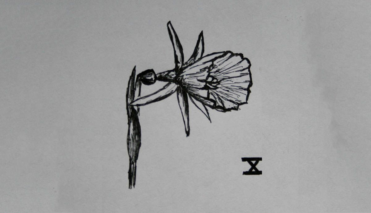 SD Div 13, Daffodils of wild origin, including species, wild forms and hybrids