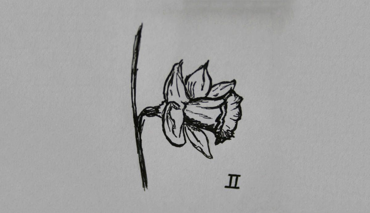 SD Div 2, Large-cupped daffodils of garden origin