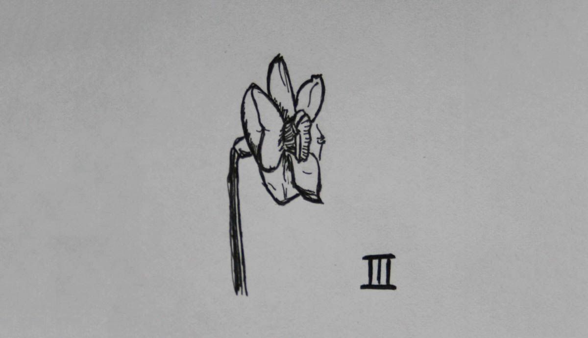 SD Div 3, Small-cupped daffodils of garden origin