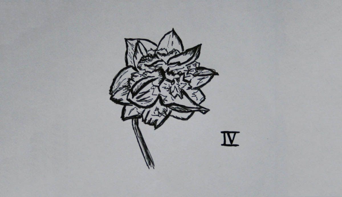 SD Div 4, Double daffodils of garden origin