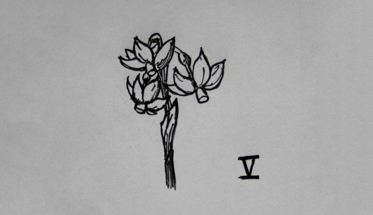 SD Div 5, Triandrus daffodils of garden origin