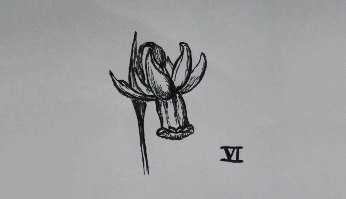 SD Div 6, Cyclamineus daffodils of garden origin