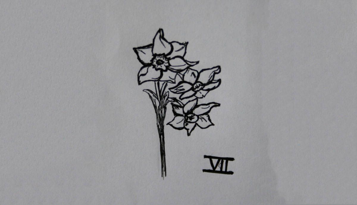 SD Div 7, Jonquilla daffodils of garden origin