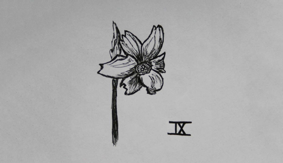 SD Div 9, Poeticus daffodils of garden origin