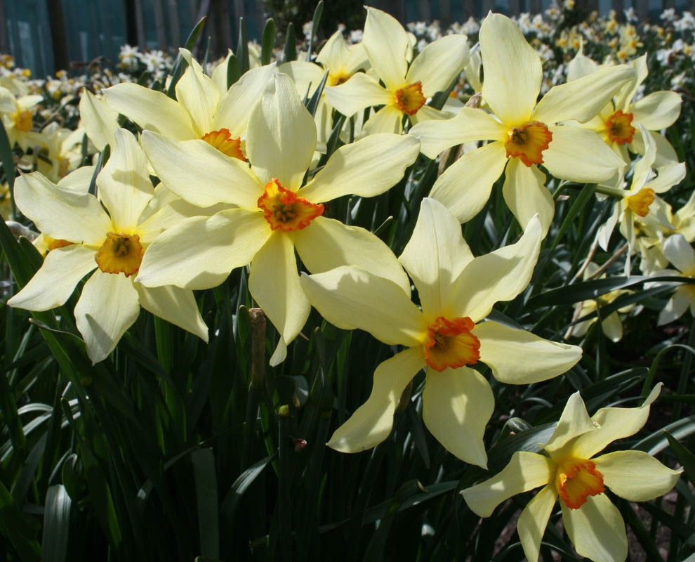 Variation in Daffodils