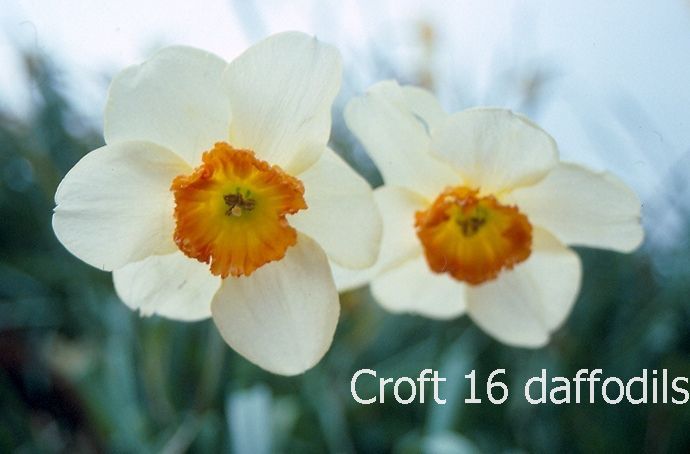 croft-16-daffodils-brightling-in-tamar-valley