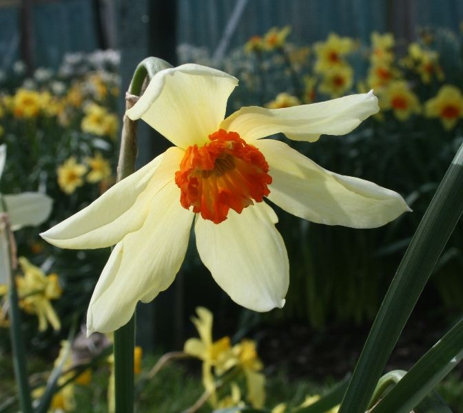 croft-16-daffodils-div-23y-oor-brightling