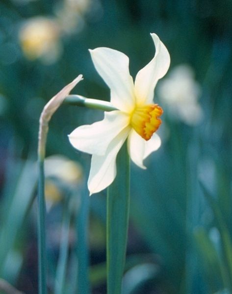 croft-16-daffodils-div-3w-y-seagull-young-flower