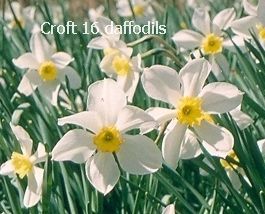 croft-16-daffodils-seagull-mature-flower